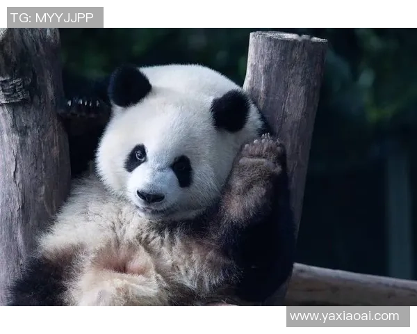 足球巨星观赏大熊猫萌态尽显 引发全球网友热议与喜爱